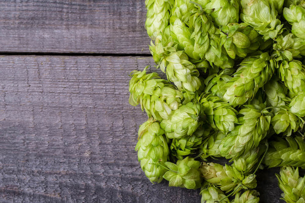 benefits of hops flower