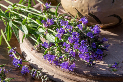 6 Health Benefits of Hyssop for Coughs, Colds, & More