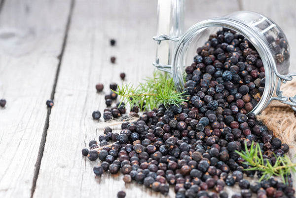 herbs for kidneys urinary tract