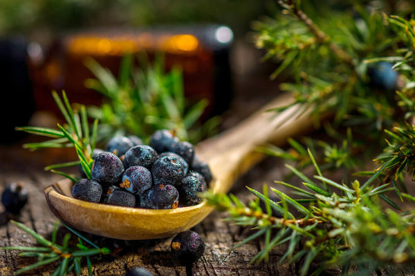 uses of juniper berries