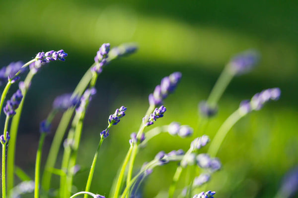 medicinal herbs garden