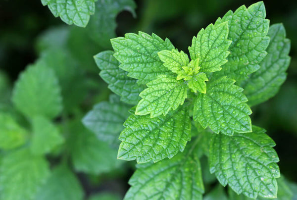 benefits of lemon balm