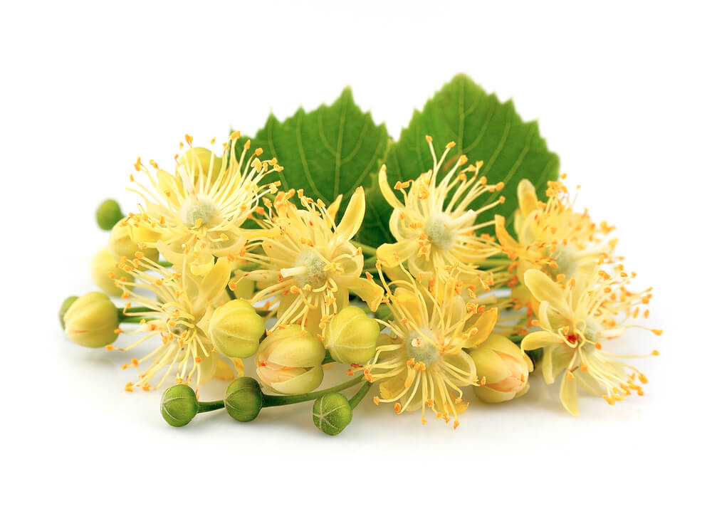 5 Benefits of Lovely Linden Flower + Tea Recipe – Euphoric Herbals