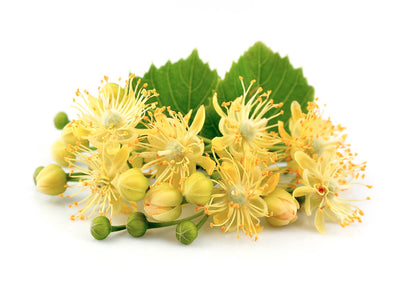 5 Benefits of Lovely Linden Flower + Tea Recipe