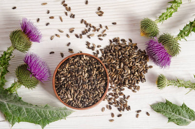 7 Uses of Milk Thistle Seed for Liver Health & More