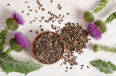 Top 7 Uses of Milk Thistle for Liver Health & More