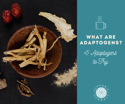 What Are Adaptogens? + 5 Adaptogenic Herbs to Try