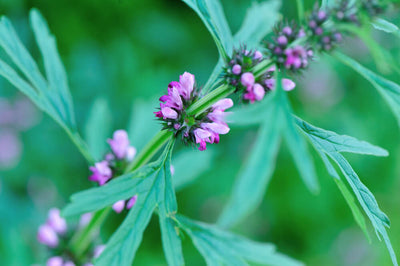 6 Healing Benefits of Motherwort for Women