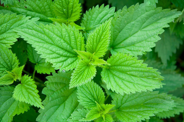 benefits of stinging nettle