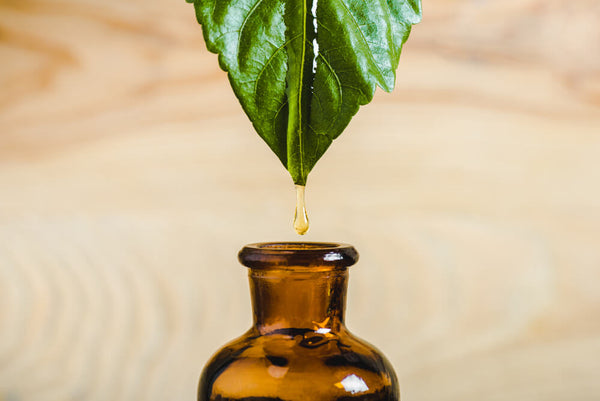 what is camphor used for and benefits