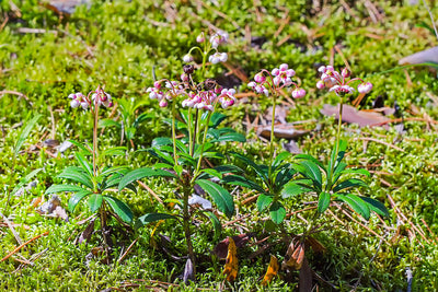 What is Pipsissewa? Benefits & Traditional Uses