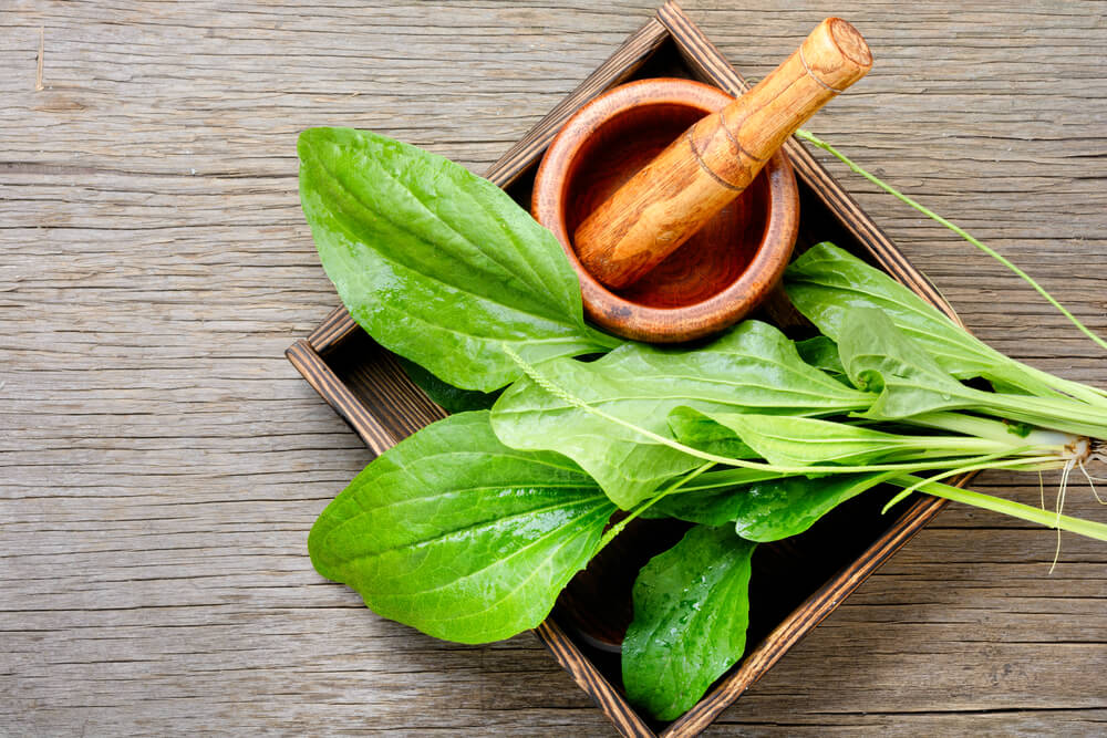 benefits of plantain leaf