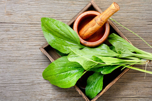 benefits of plantain leaf