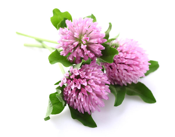 benefits of red clover