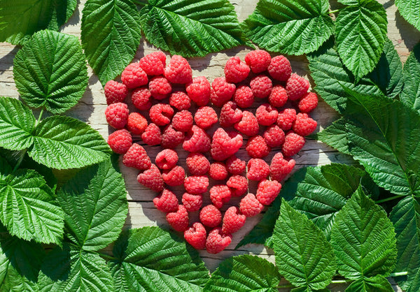 benefits of red raspberry leaf