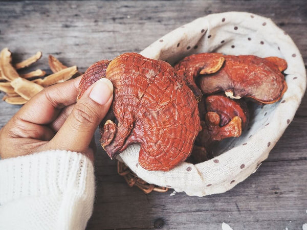 benefits of medicinal mushrooms