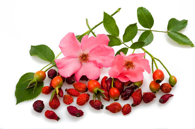 7 Amazing Benefits of Rose Hips for Skin & Health