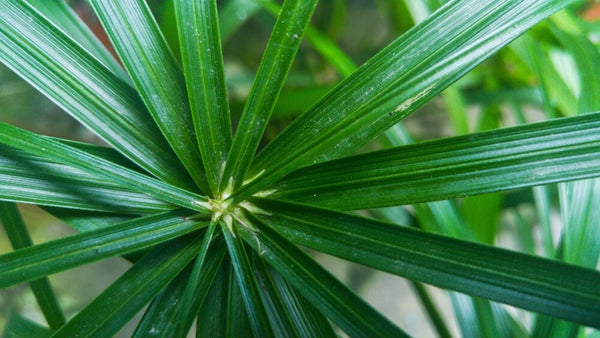 health benefits of saw palmetto