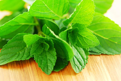 6 Benefits of Spearmint Tea and Herb