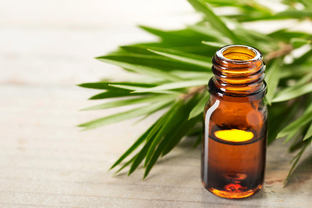 tea tree essential oil and leaves