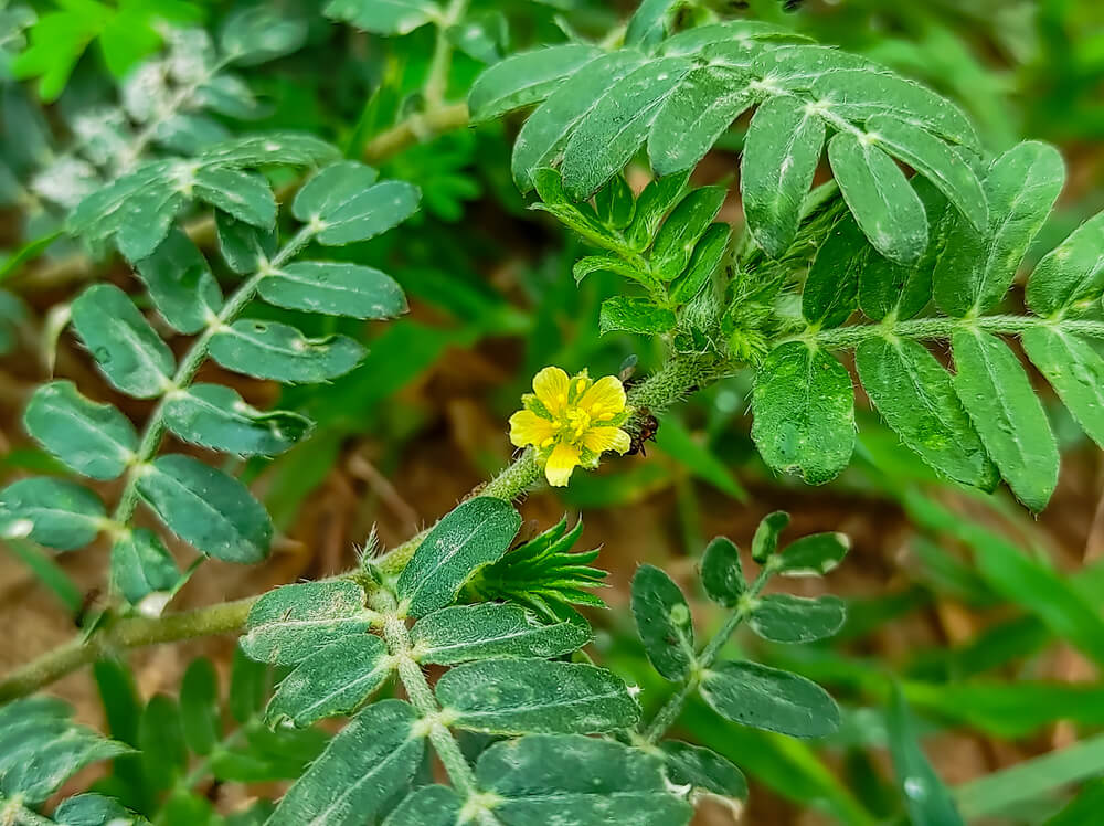 health benefits of tribulus