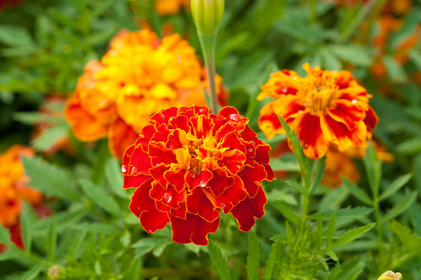 benefits of calendula