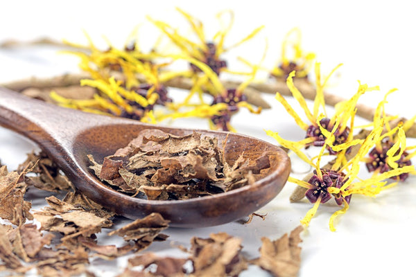 witch hazel bark and flowers