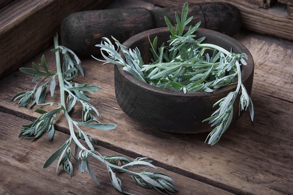 benefits of wormwood herb