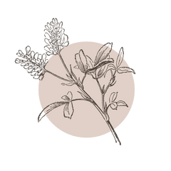 Alfalfa Leaf