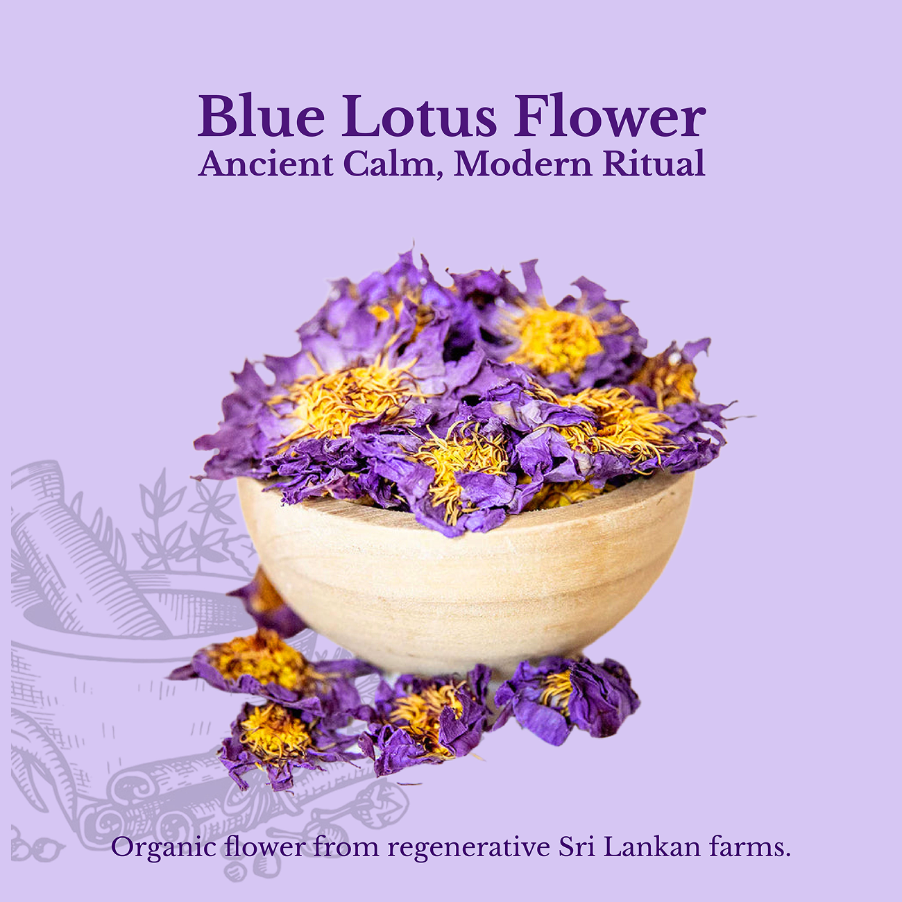 Blue Lotus Flower