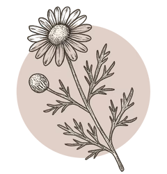 Chamomile