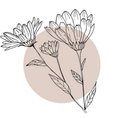Calendula