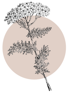 Yarrow