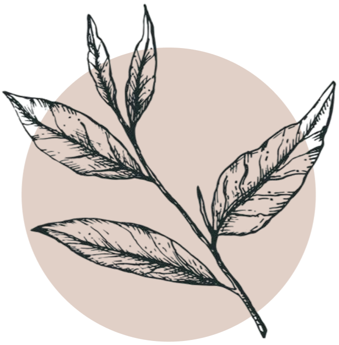 Illustration of a leaf on a beige circle background