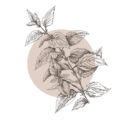 Nettle Leaf