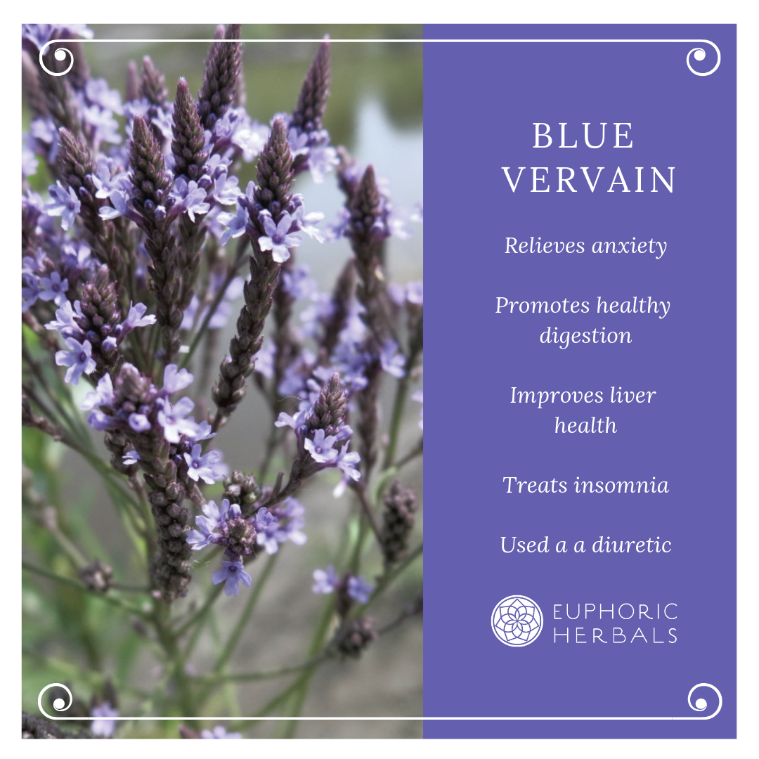 Blue Vervain - Herbs