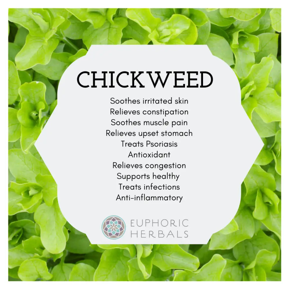 Chickweed - Herbs Stellaria media is a versatile plant for food and medicine. These dried stems leaves from the United