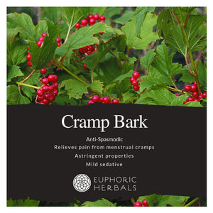 Cramp Bark - Herbs