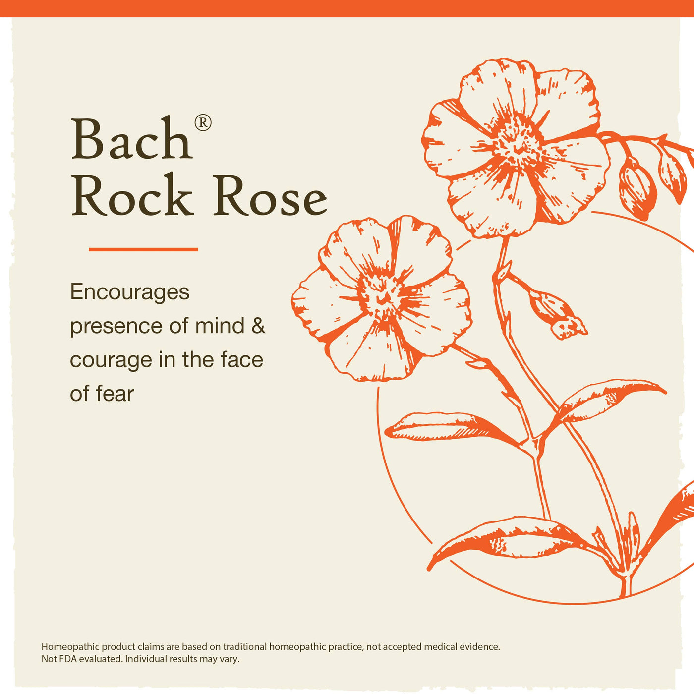 Bach Original Flower Remedies Rock Rose