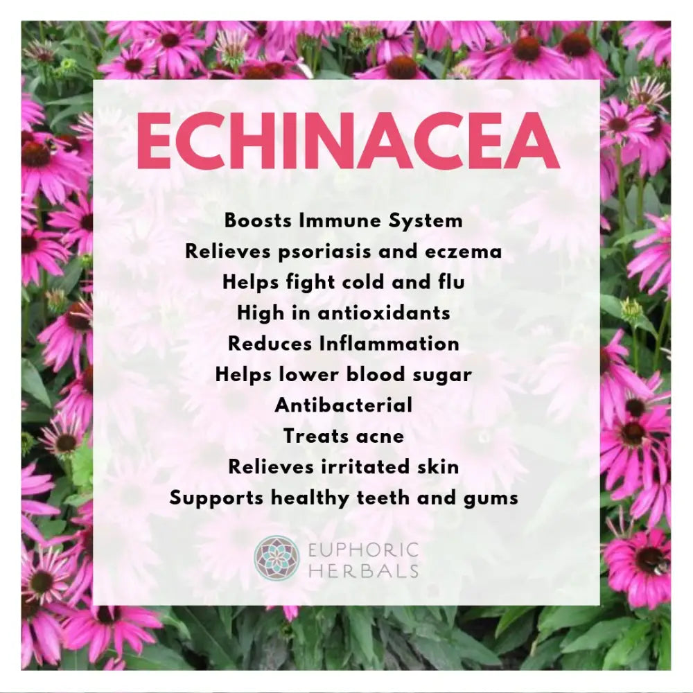 Echinacea Pururea Herb - Herbs purpurea provides support for immune systems and respiratory health. This dried shortens