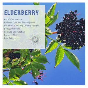 Elderberry - Herbs Boost Your Immune Health with Elderberry! Discover the powerful benefits of elderberry for immune