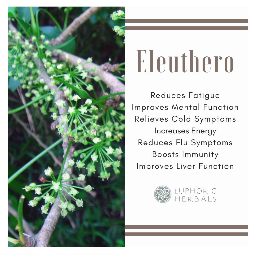 Eleuthero Root - Herbs