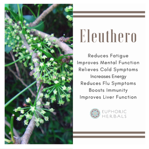Eleuthero Root - Herbs