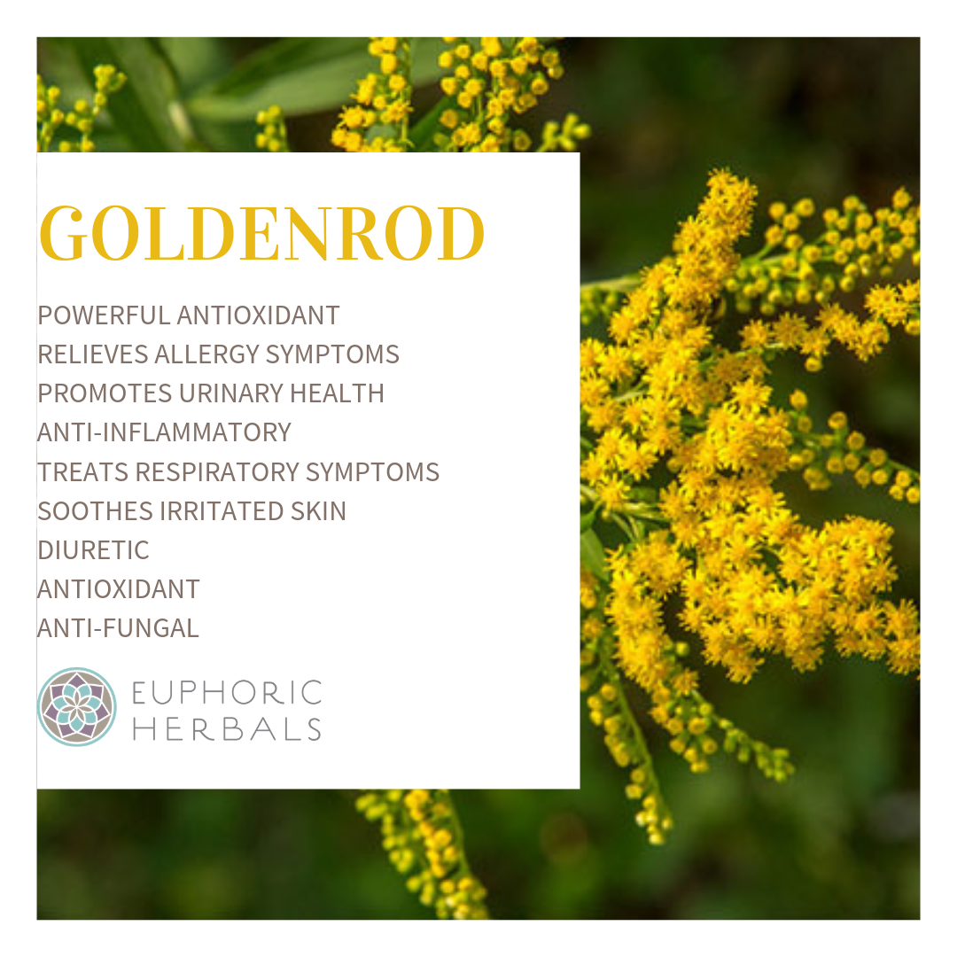 Goldenrod Herb - Herbs
