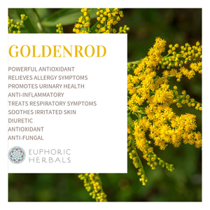 Goldenrod Herb - Herbs