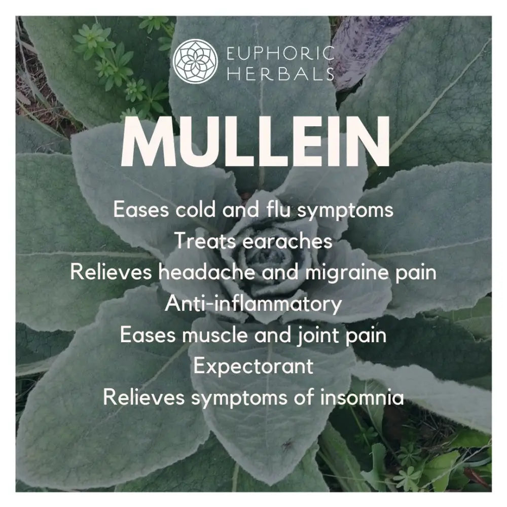 Mullein Leaf - Herbs Discover the incredible benefits of leaf! Learn how can boost your respiratory health soothe
