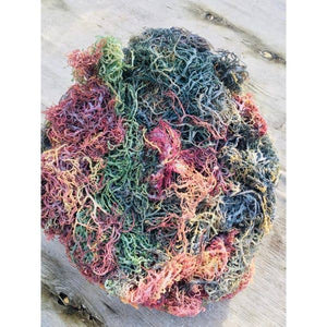 Multicolored Irish Sea Moss – Wild Harvested - Apothecary