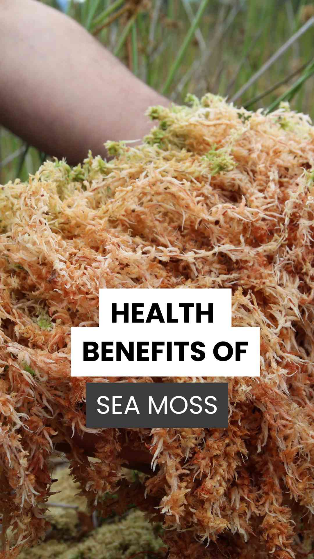 Purple Irish Sea Moss