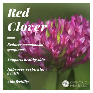 Red Clover Herb - Herbs from the Trifolium pratense plant provides isoflavones for hormonal balance and skin health.