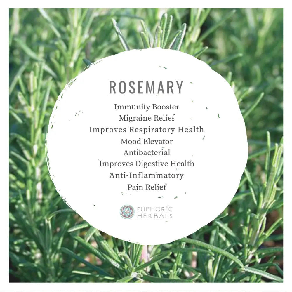 Rosemary - Herbs from Rosmarinus officinalis plants provides pine flavor for meats and breads. These dried contain